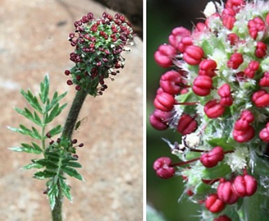 Acaena californica