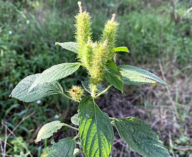 Acalypha arvensis