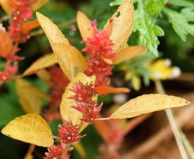 Acalypha gracilens