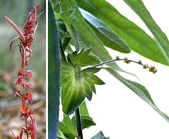 Acalypha monococca