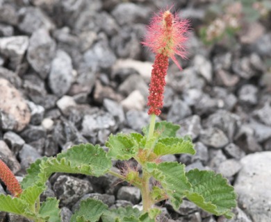 Acalypha monostachya