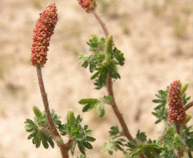 Acalypha radians