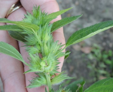 Acalypha virginica