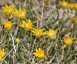 Acamptopappus shockleyi