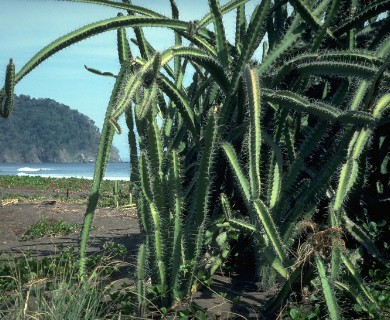 Acanthocereus tetragonus