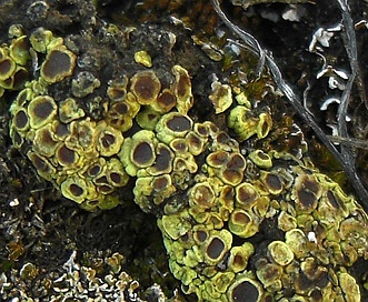 Acarospora schleicheri