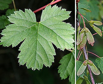 Acer glabrum