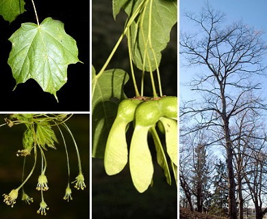 Acer nigrum