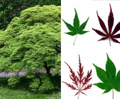 Acer palmatum