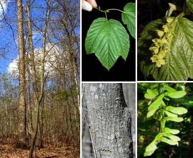 Acer pensylvanicum