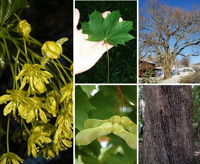 Acer platanoides