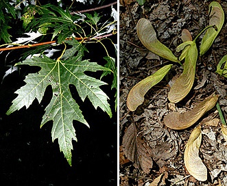 Acer saccharinum