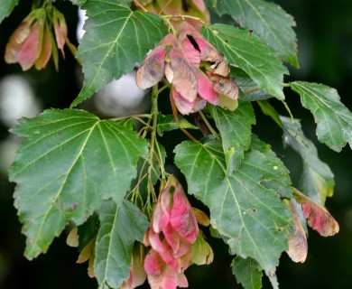 Acer tataricum