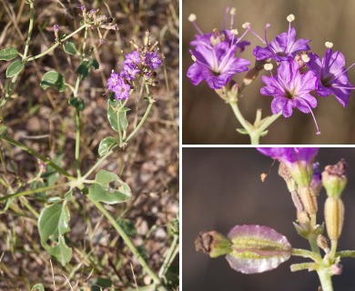 Acleisanthes chenopodioides