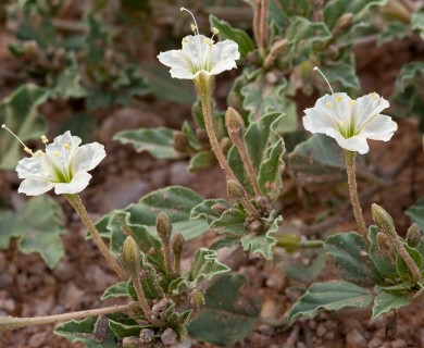 Acleisanthes diffusa