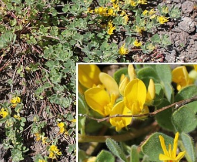 Acmispon decumbens