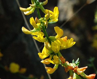 Acmispon glaber