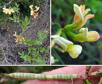 Acmispon grandiflorus