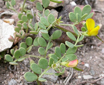 Acmispon maritimus