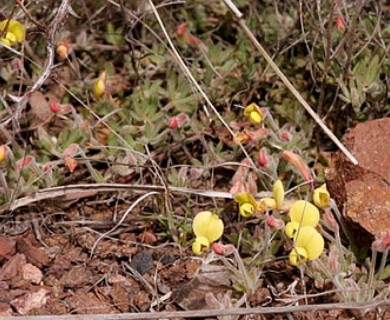 Acmispon neomexicanus