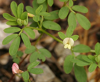 Acmispon parviflorus