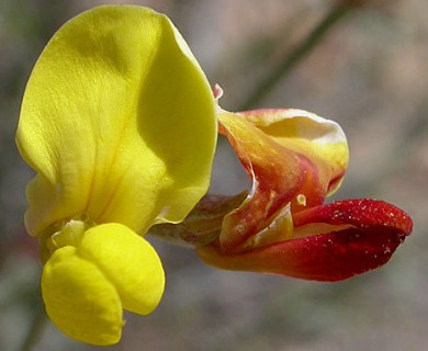 Acmispon rigidus