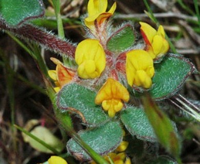 Acmispon tomentosus