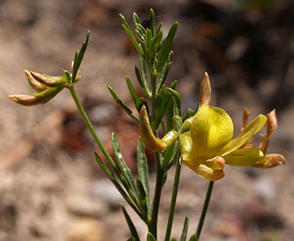 Acmispon utahensis