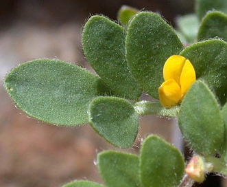 Acmispon wrangelianus