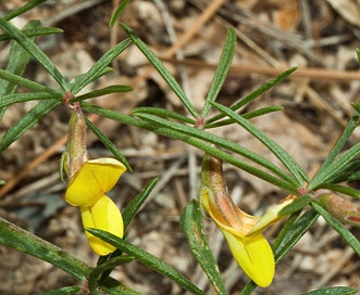 Acmispon wrightii