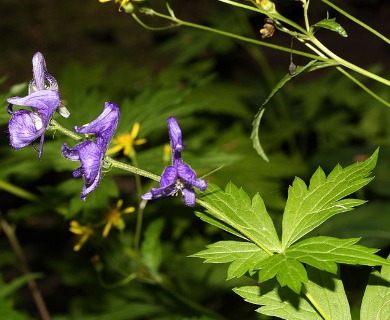 Aconitum columbianum