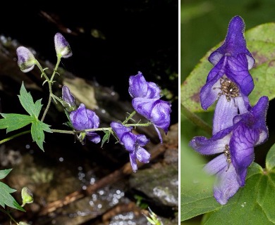 Aconitum uncinatum