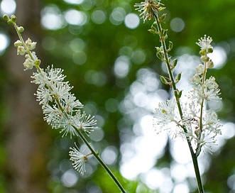 Actaea elata