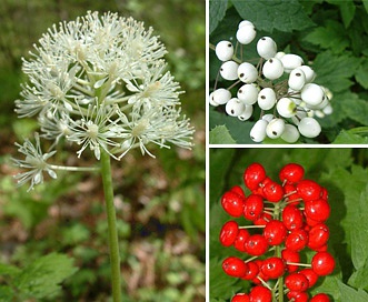 Actaea rubra