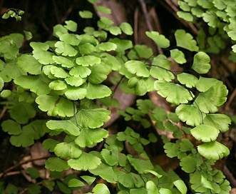 Adiantum jordanii