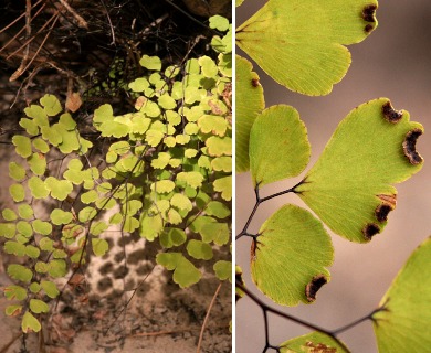 Adiantum poiretii