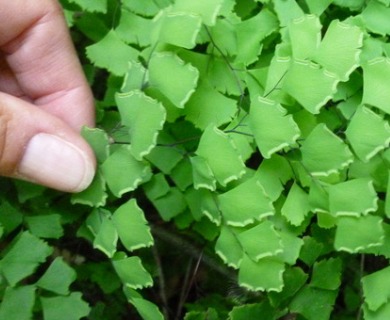 Adiantum shastense