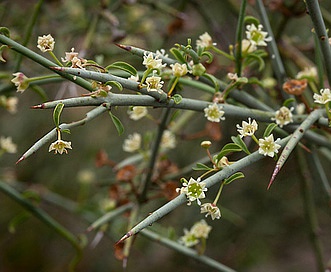 Adolphia californica