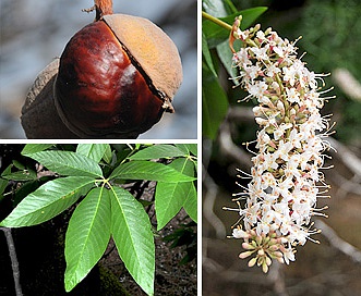 Aesculus californica