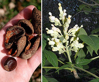 Aesculus flava