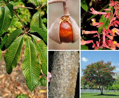 Aesculus pavia