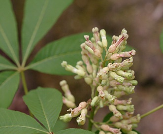 Aesculus sylvatica