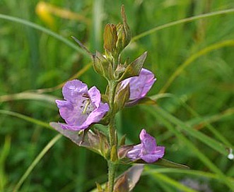 Agalinis auriculata