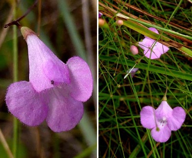 Agalinis divaricata