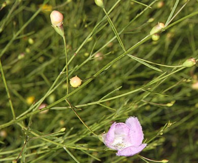 Agalinis edwardsiana