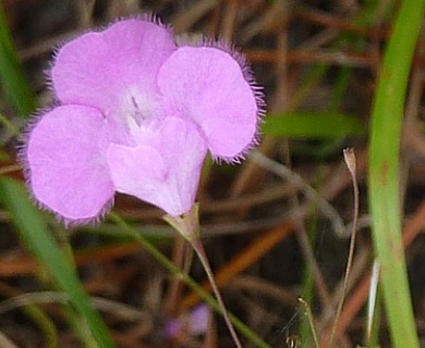 Agalinis filicaulis