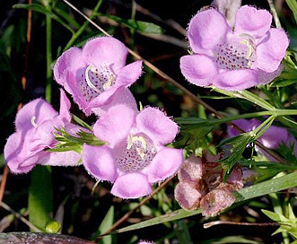 Agalinis heterophylla