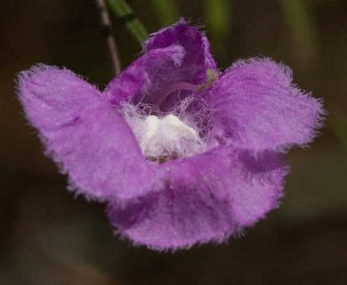 Agalinis homalantha