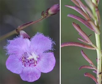 Agalinis maritima