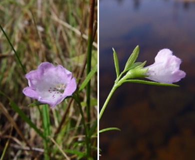 Agalinis neoscotica